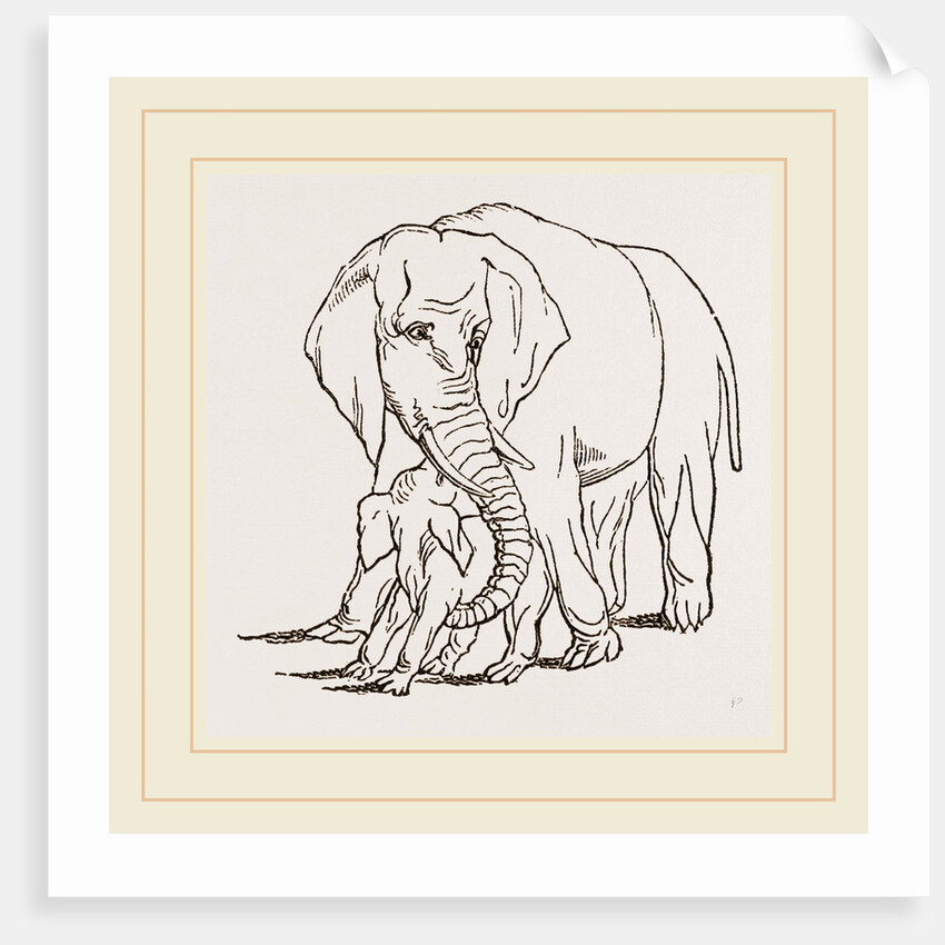 Female Elephant and her young one by Anonymous