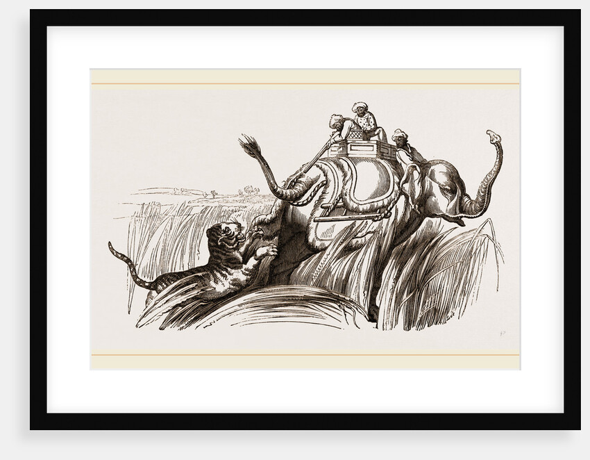 On an Elephant, Tiger at bay by Anonymous