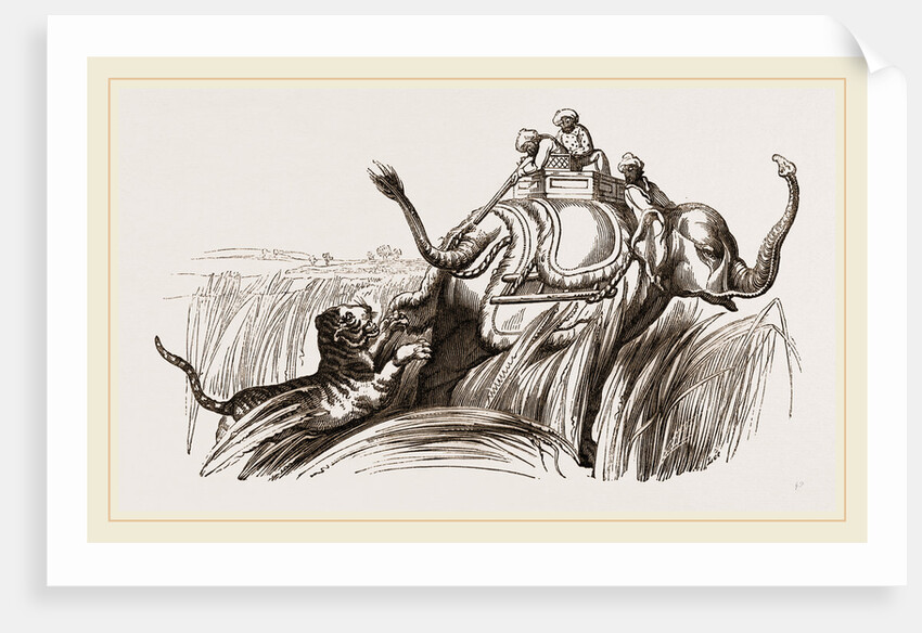 On an Elephant, Tiger at bay by Anonymous