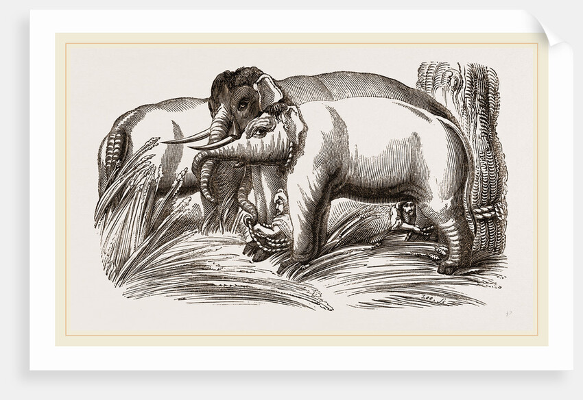Wild Elephant captured by means of decoy Female Elephants by Anonymous