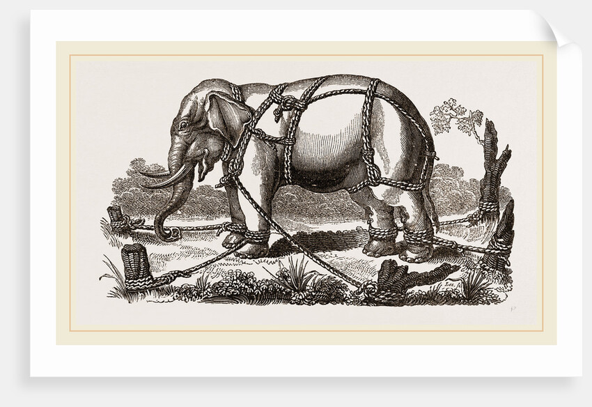 Elephant harnessed in a keddah by Anonymous
