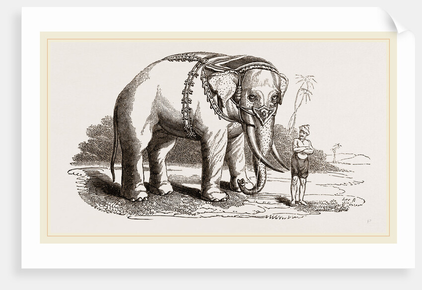 White Elephant of Ava by Anonymous