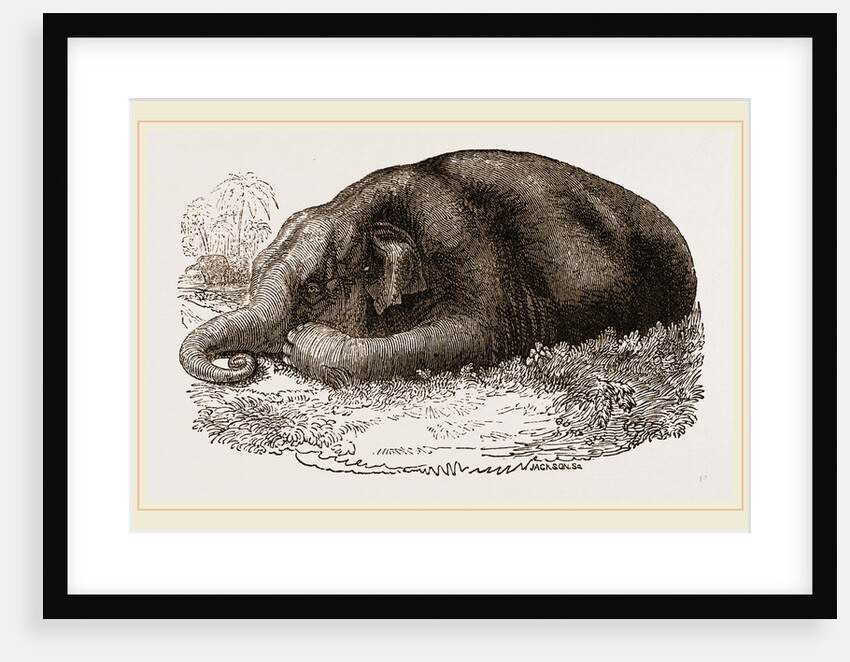 Elephant lying clown by Anonymous