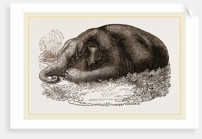 Elephant lying clown by Anonymous