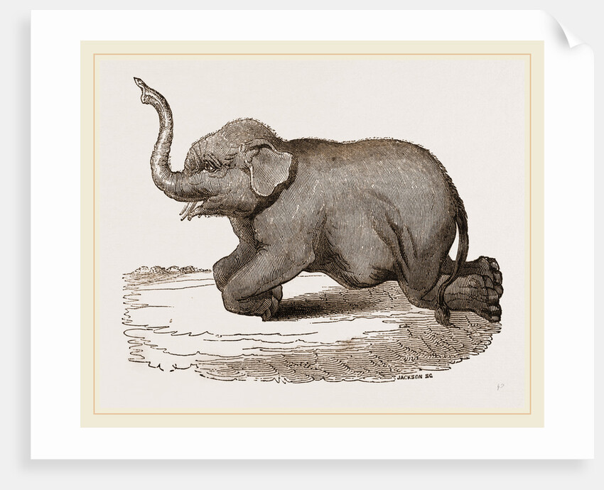 Elephant kneeling by Anonymous