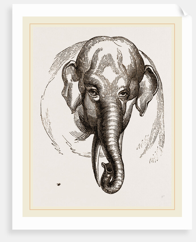 Head of Elephant by Anonymous