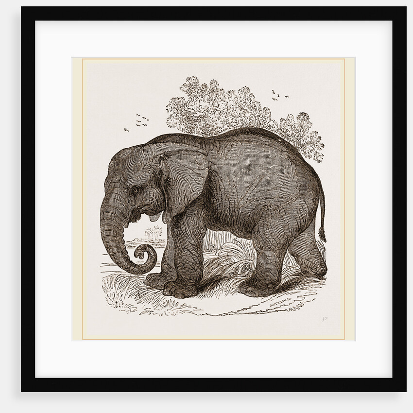 African Elephant by Anonymous