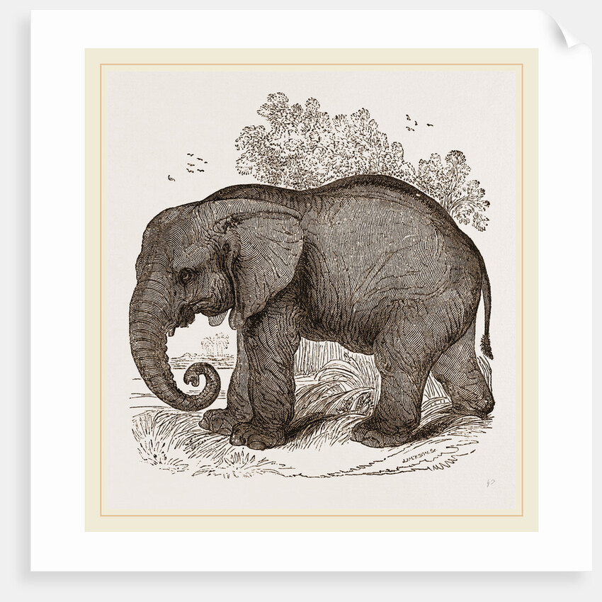 African Elephant by Anonymous