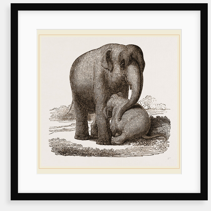 Young Elephant suckling by Anonymous