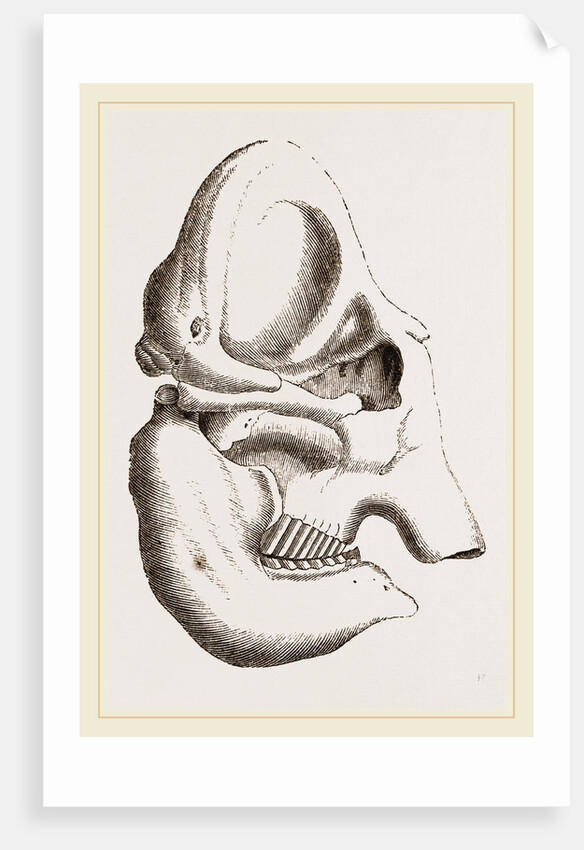 Skull of Indian Elephant by Anonymous