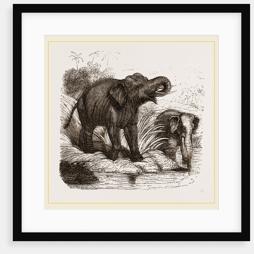 Elephant by Anonymous