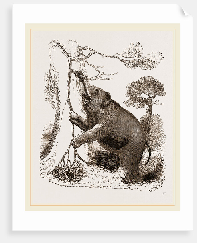 Elephant browsing by Anonymous