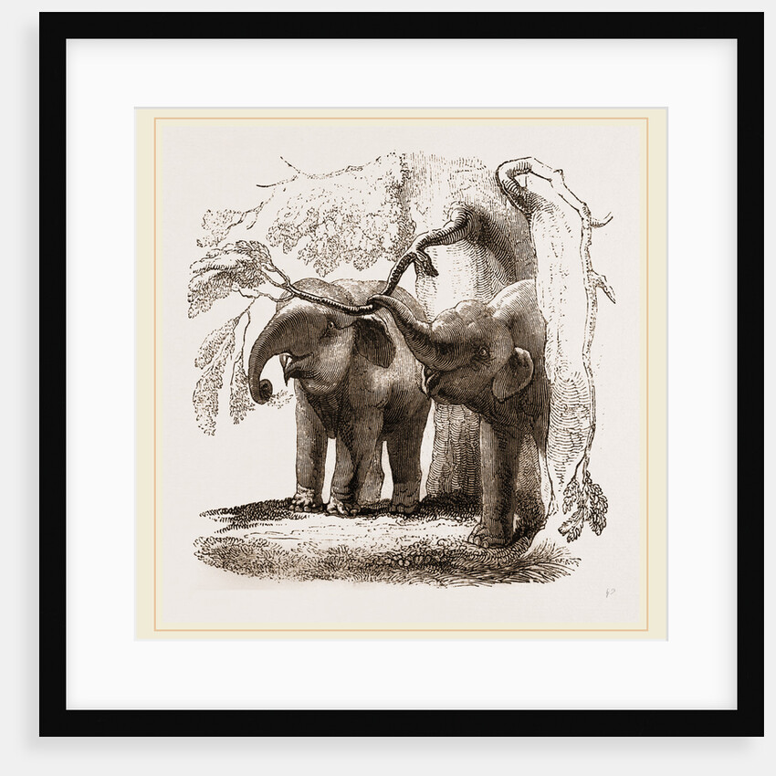 Young elephants browsing by Anonymous