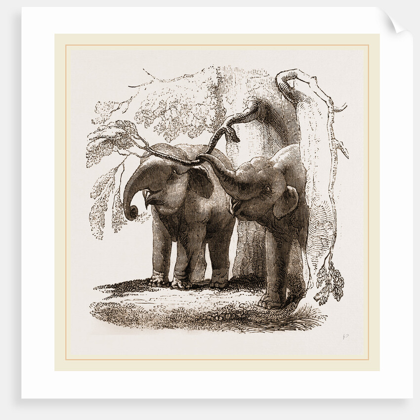 Young elephants browsing by Anonymous