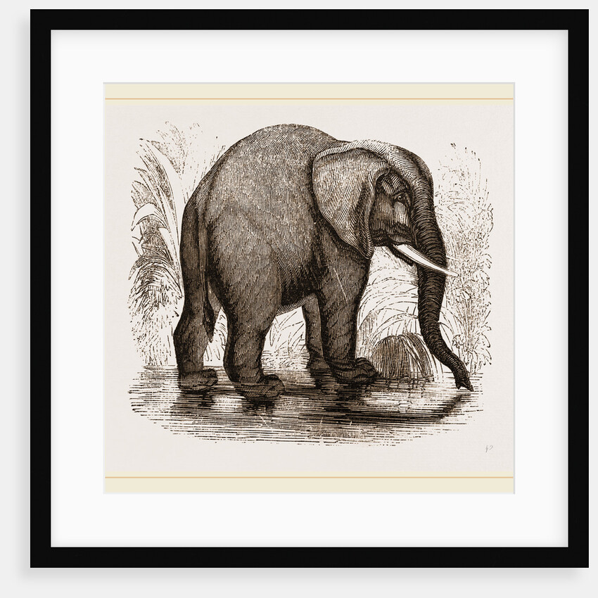 African Elephant by Anonymous
