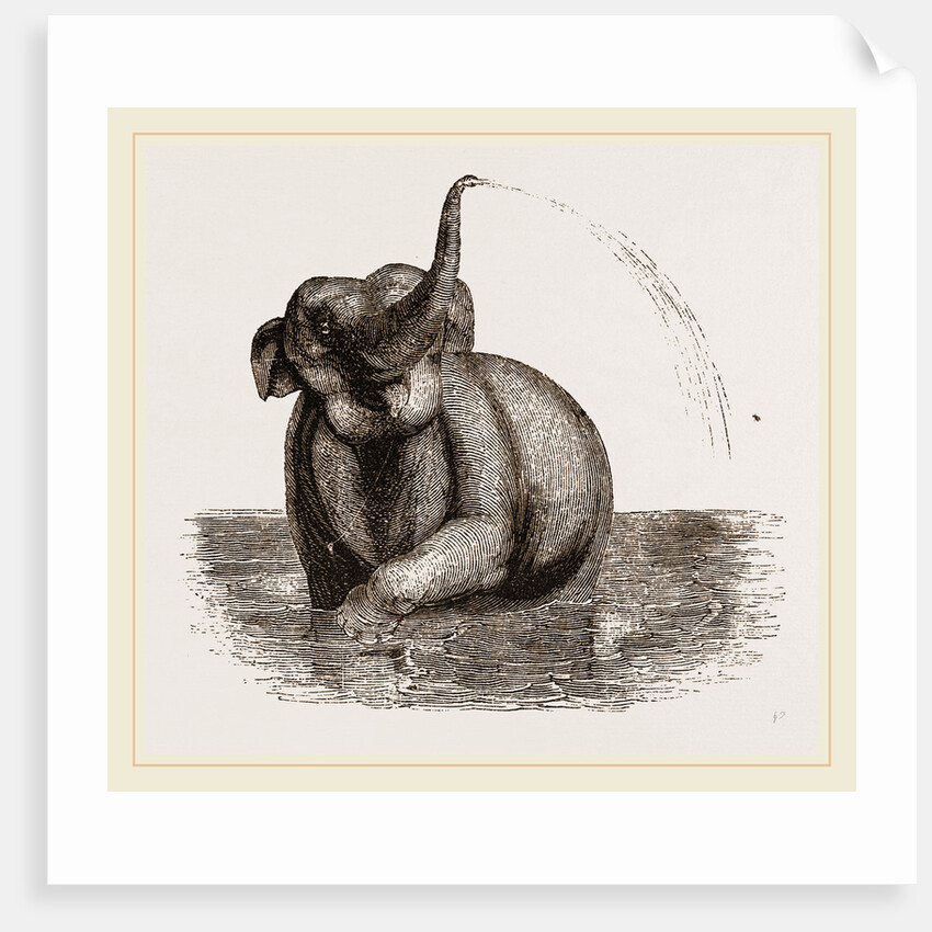 Elephant of the Jardin des Plantes by Anonymous