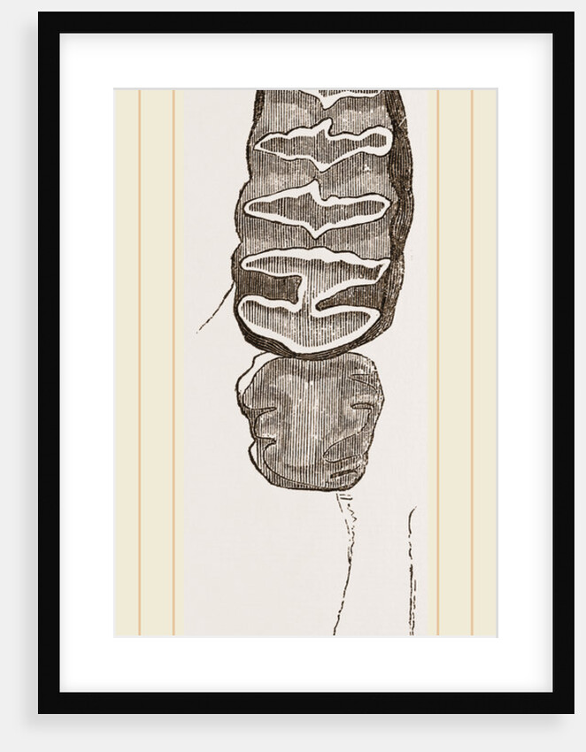 Teeth of African Elephant by Anonymous