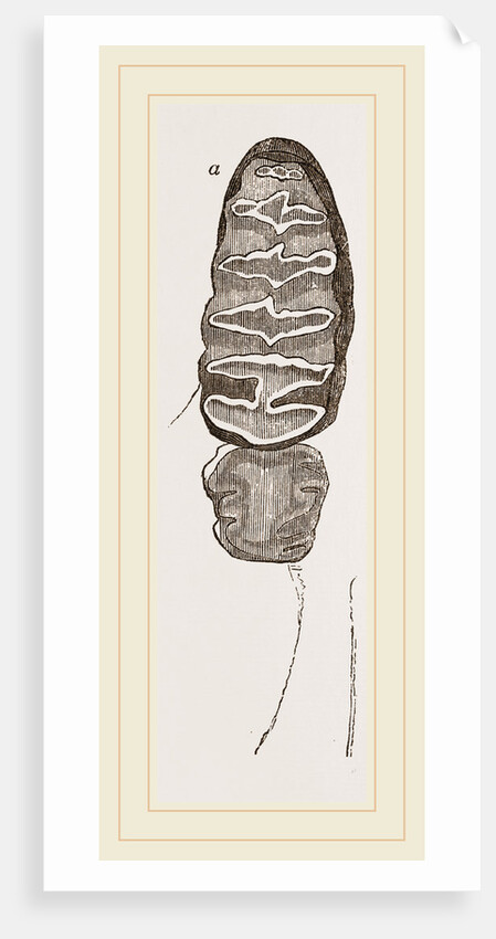 Teeth of African Elephant by Anonymous