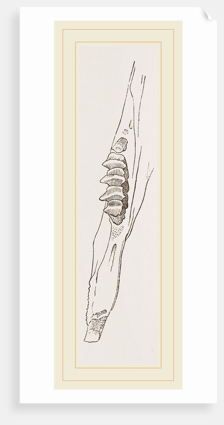 Teeth of Common Hare by Anonymous