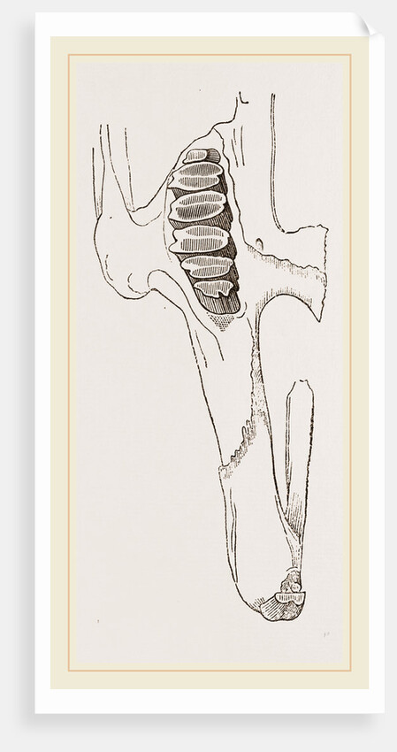 Teeth of Common Hare by Anonymous