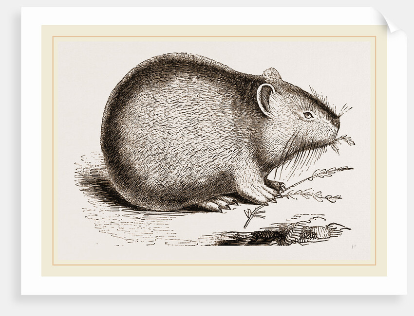 Dwarf Pika by Anonymous