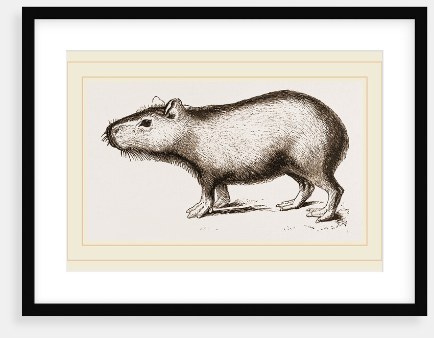 Capybara by Anonymous