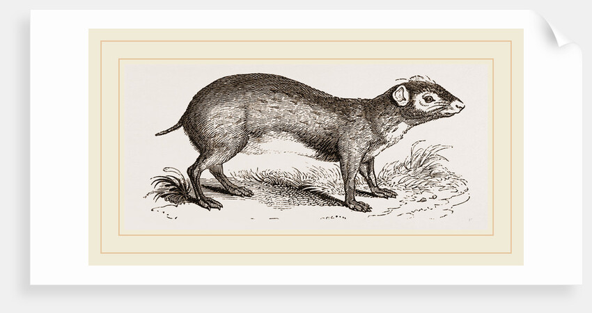 Acouchi by Anonymous