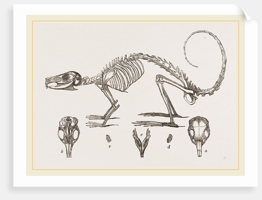 Skeleton and Skull of Cavier's Lagotis by Anonymous
