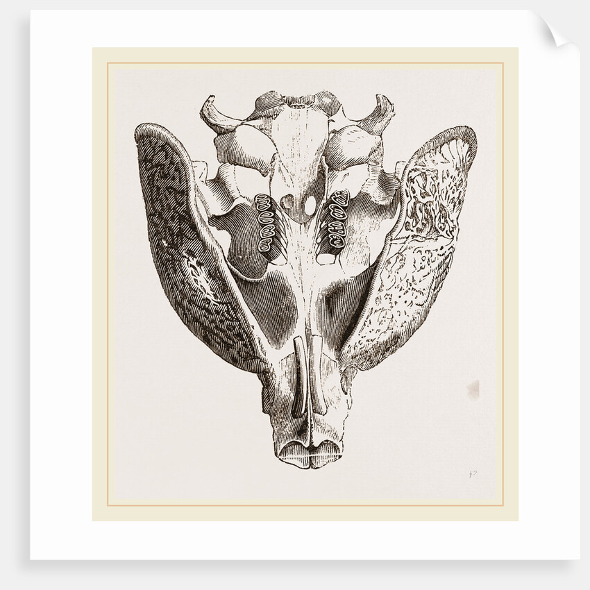Upper jaw of Paca by Anonymous