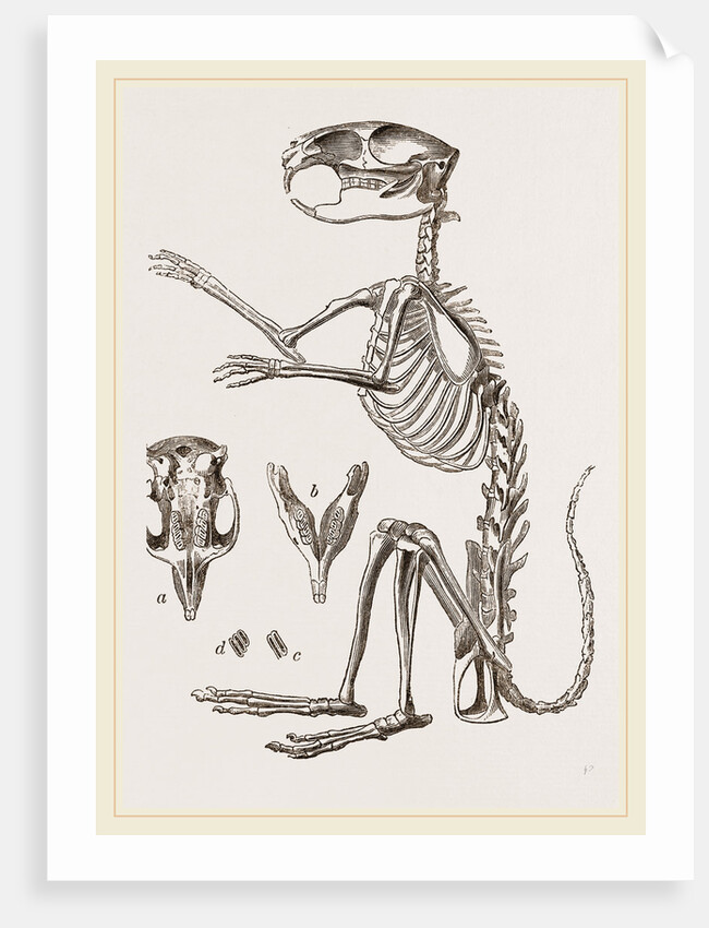 Skeleton of Viscacha by Anonymous