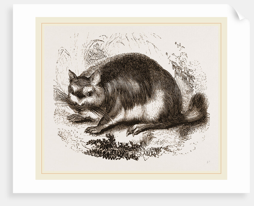 Viscacha by Anonymous
