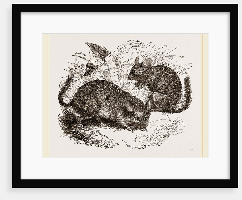 Chinchilla by Anonymous