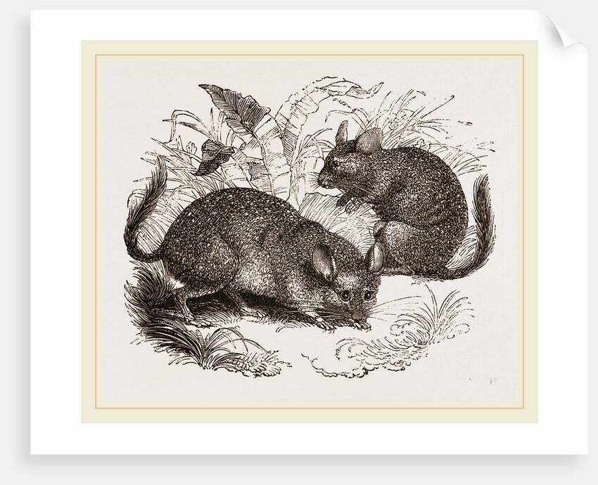 Chinchilla by Anonymous