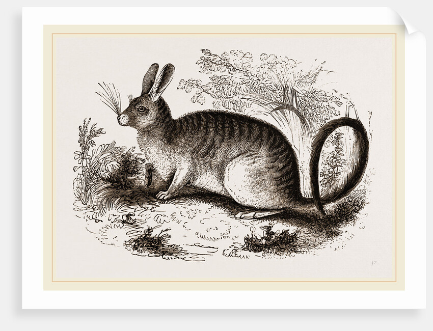 Cuvier's Lagotis by Anonymous