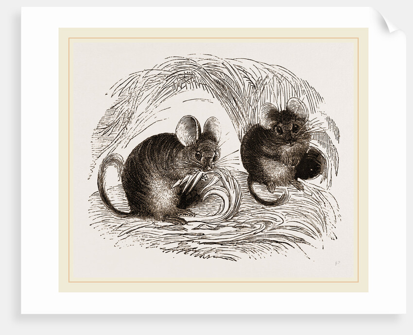 Chinchilla by Anonymous