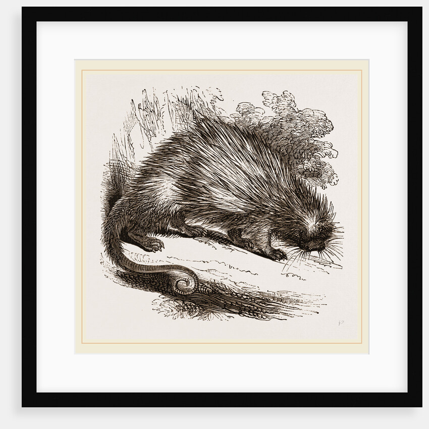 Brazilian Porcupine by Anonymous