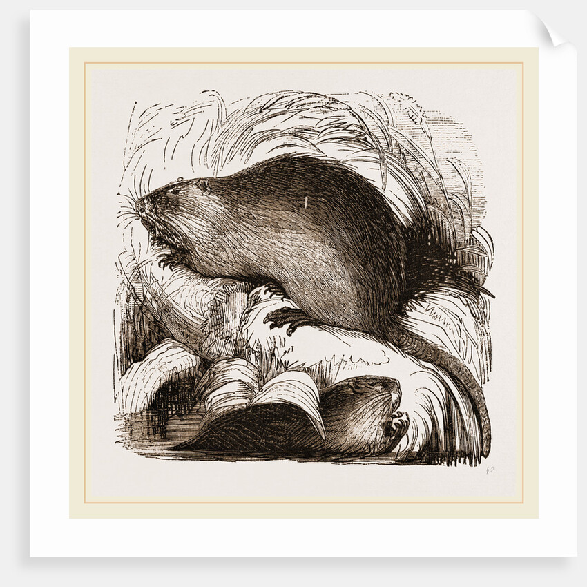Coypu by Anonymous