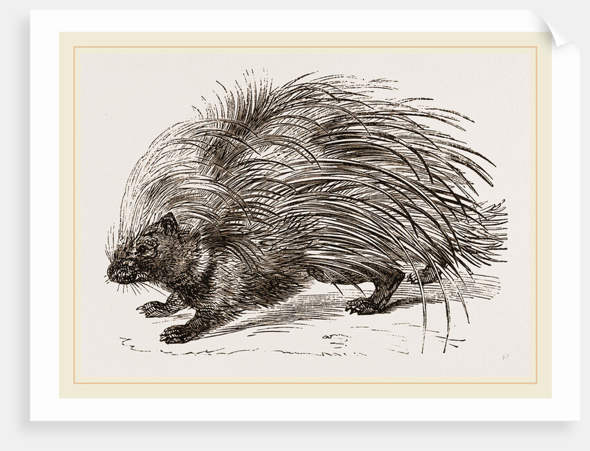 Common Porcupine by Anonymous