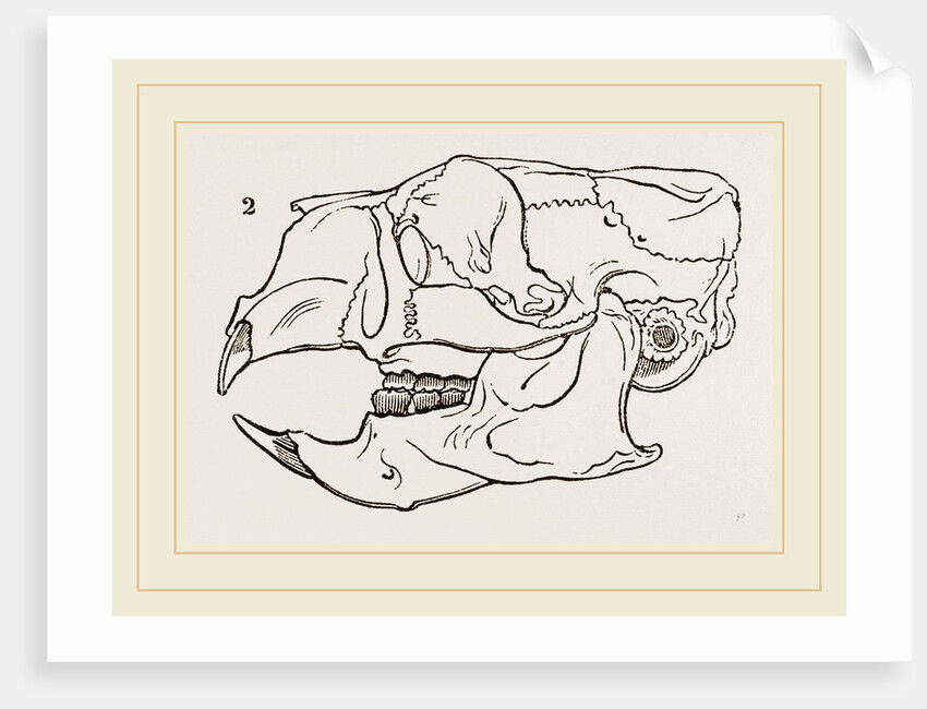 Skull of Common Porcupine by Anonymous