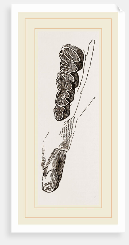 Teeth of Coypu by Anonymous