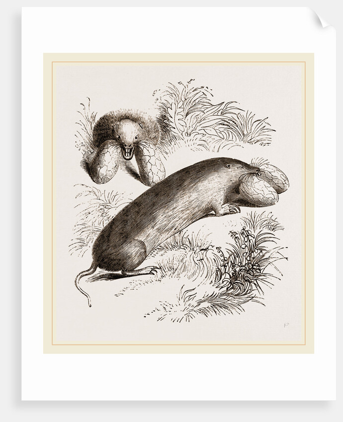 Canada Sand-Rat by Anonymous