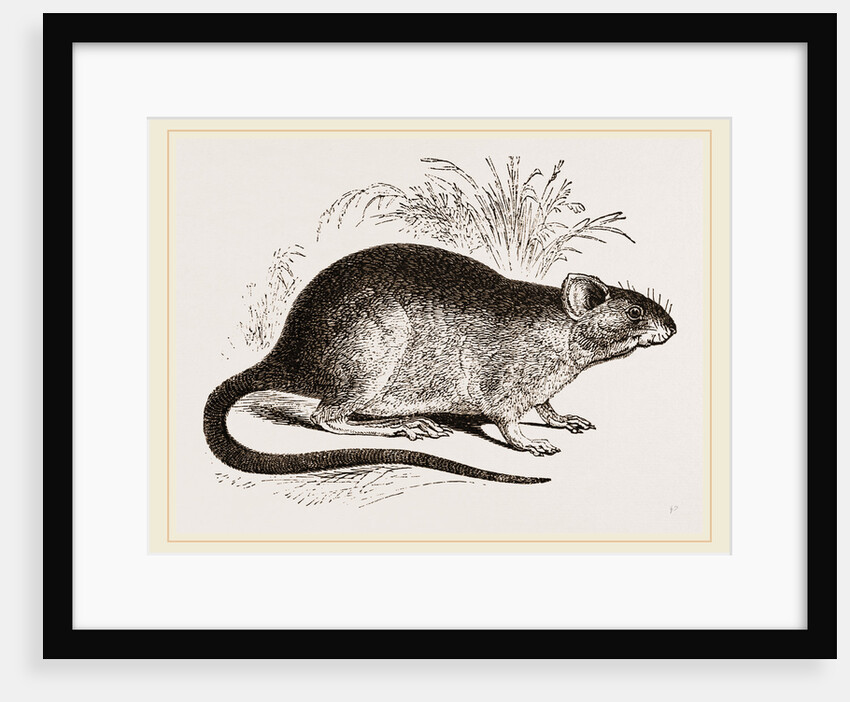 Rabbit Cercomys by Anonymous