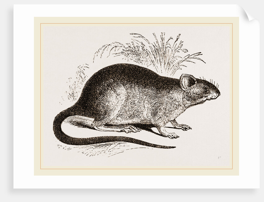 Rabbit Cercomys by Anonymous