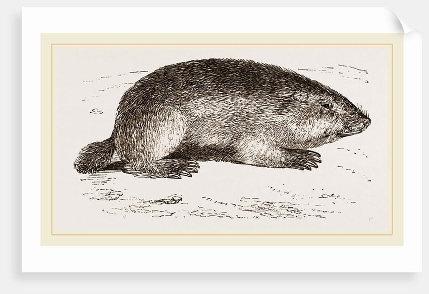 Coast-Rat by Anonymous