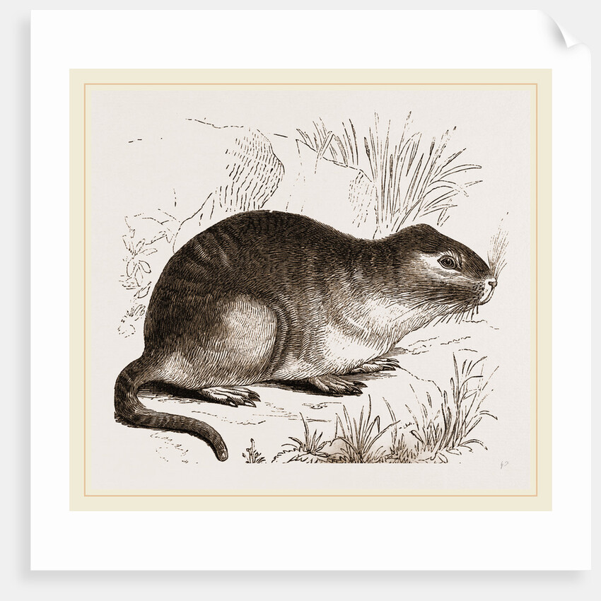 Tucutuco by Anonymous