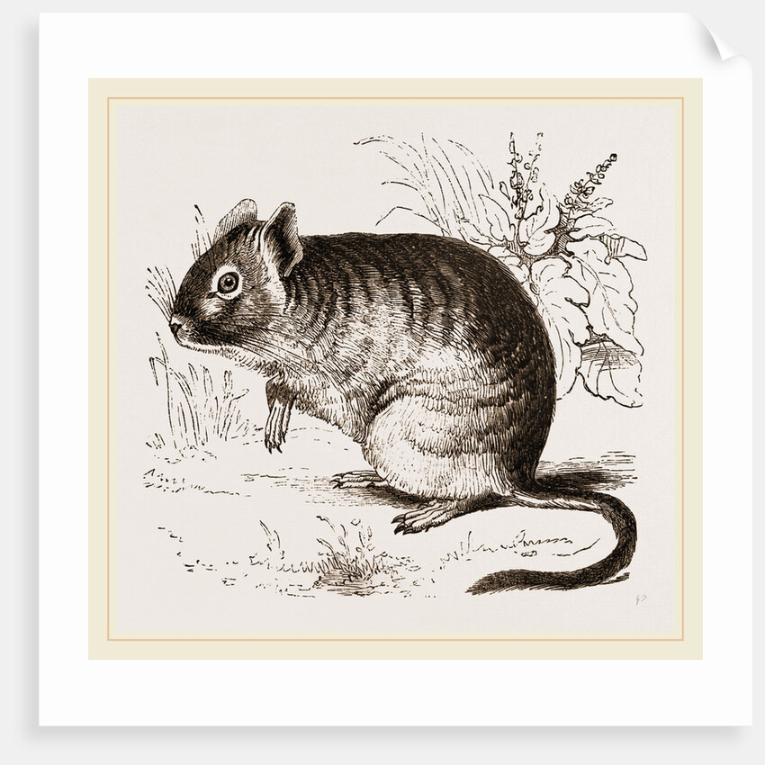 Cuming's Octodon by Anonymous