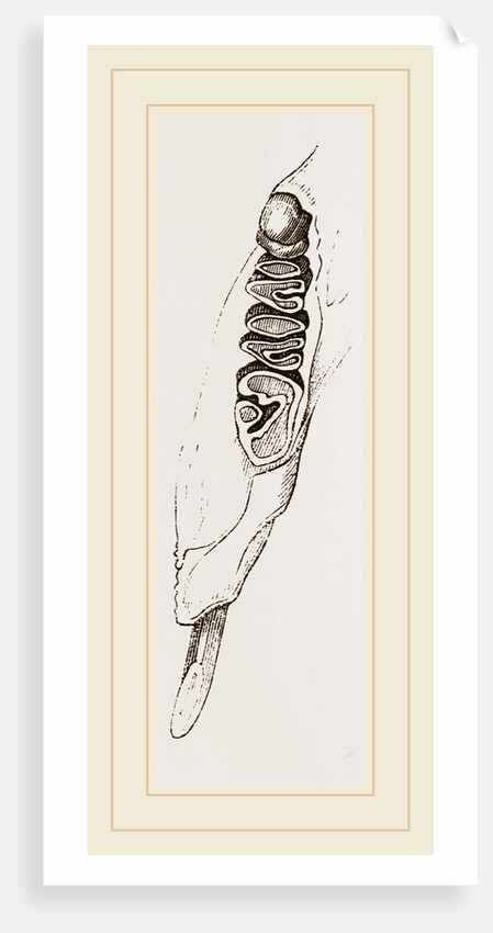Teeth of Coast rat by Anonymous