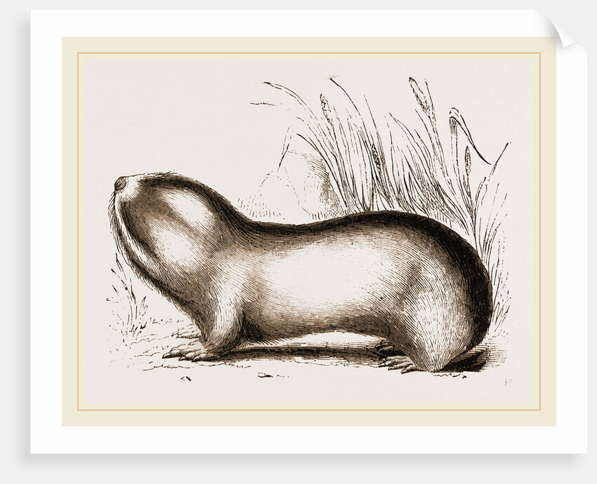 Mole Rat by Anonymous