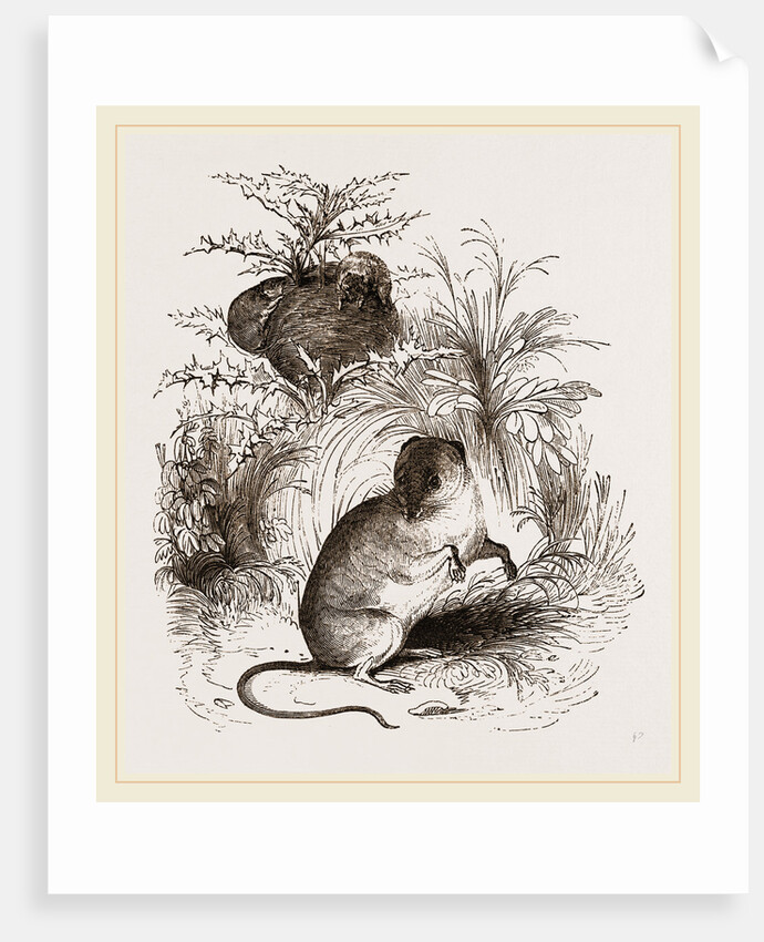 Harvest Mouse by Anonymous