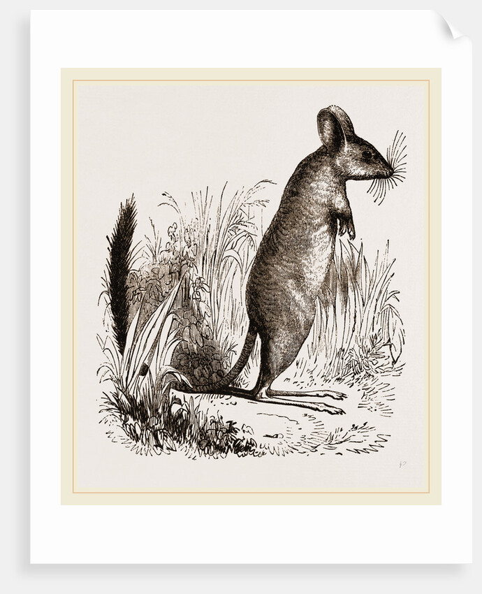 Mitchell's Gerboa by Anonymous